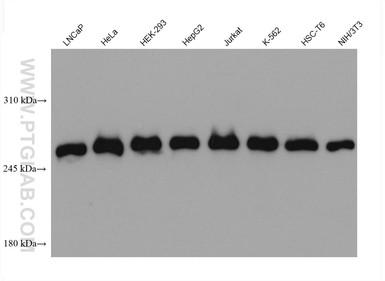 WB analysis using 66888-1-Ig