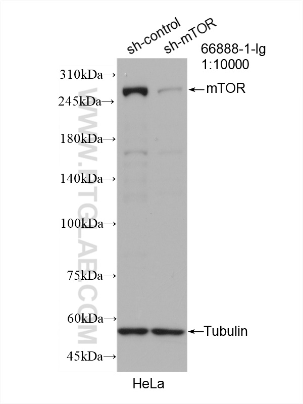 WB analysis of HeLa using 66888-1-Ig