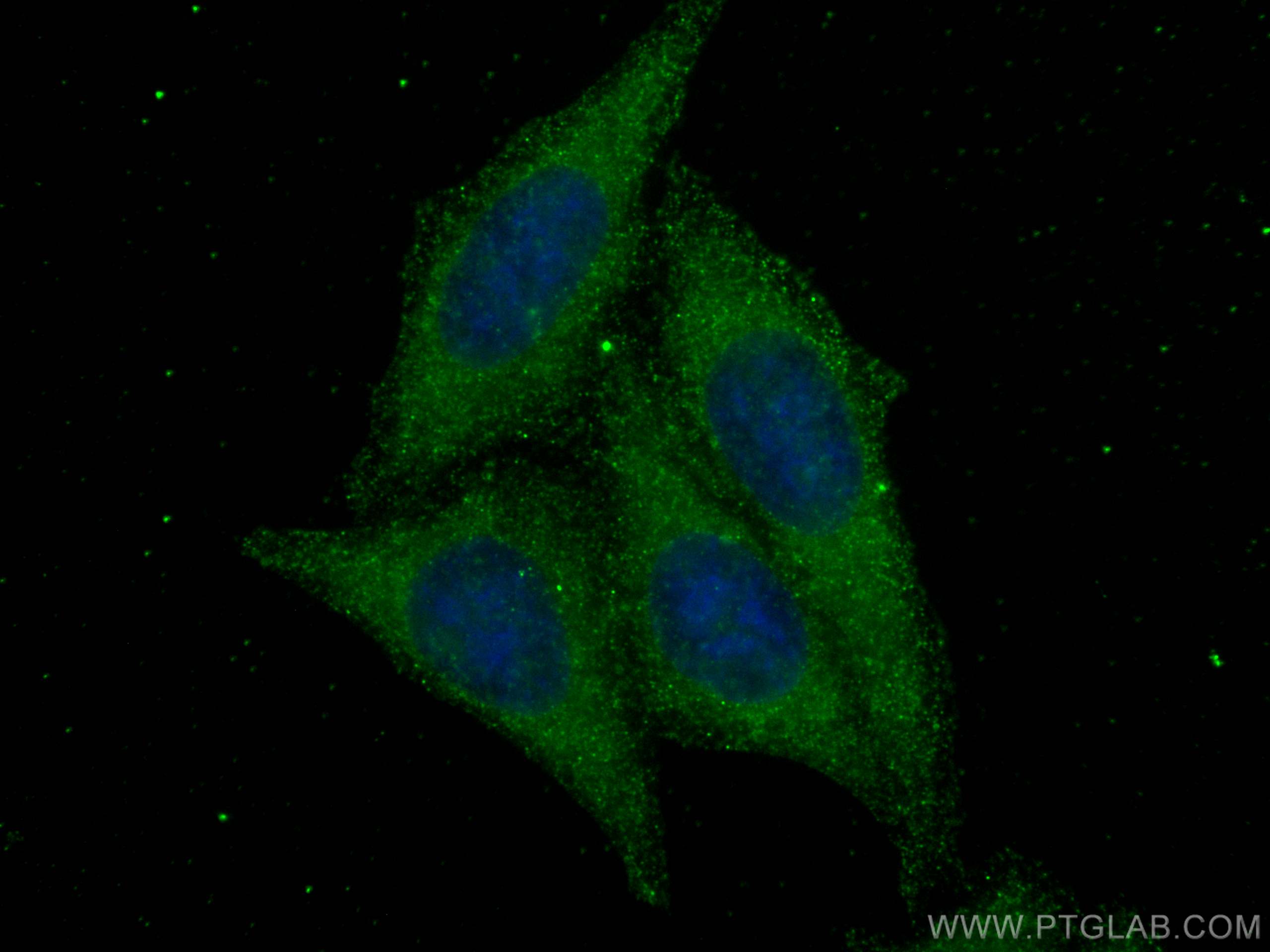 IF Staining of HepG2 using 81670-1-RR (same clone as 81670-1-PBS)