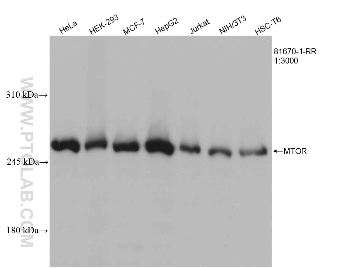 WB analysis using 81670-1-RR (same clone as 81670-1-PBS)