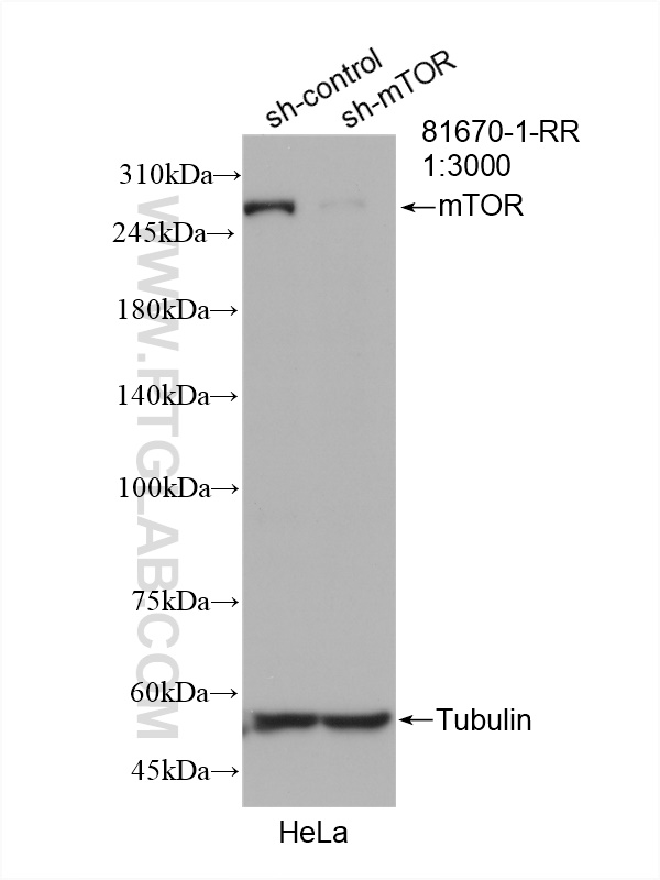 WB analysis of HeLa using 81670-1-RR (same clone as 81670-1-PBS)