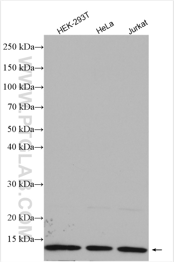 WB analysis using 13508-1-AP