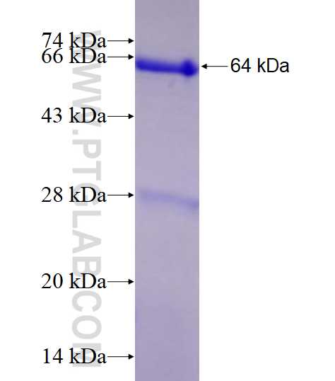 MTR fusion protein Ag23156 SDS-PAGE