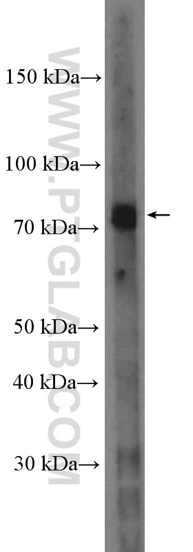 WB analysis of K-562 using 26944-1-AP