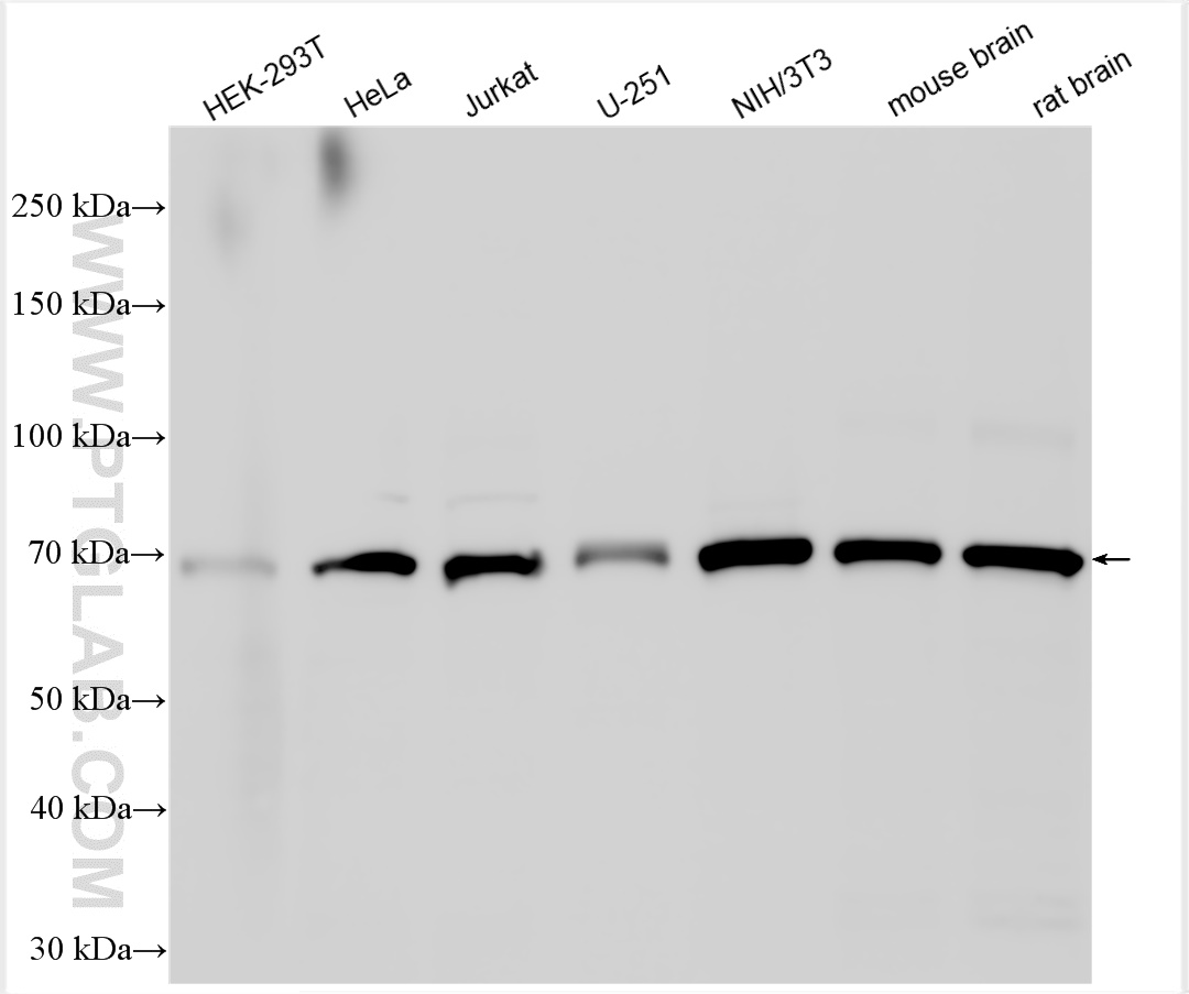 WB analysis using 27832-1-AP