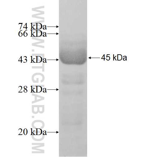 MTX1 fusion protein Ag7685 SDS-PAGE
