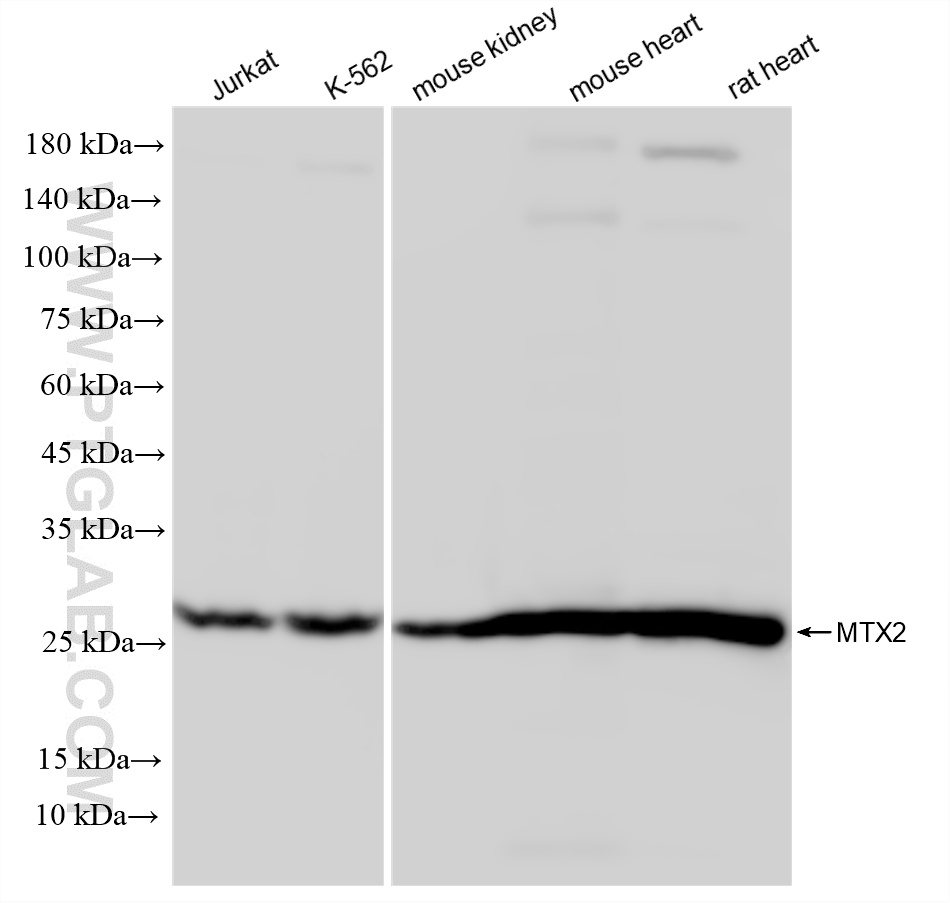 Various lysates were subjected to SDS PAGE followed by western blot with 86899-1-RR (MTX2 antibody) at dilution of 1:10000 incubated at room temperature for 1.5 hours. WB analysis using 86899-1-RR