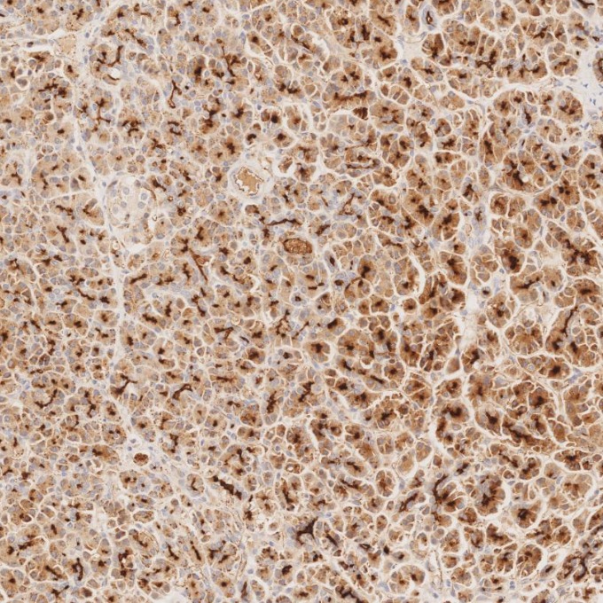 IHC staining of human pancreas using 83311-4-RR IHC staining of human pancreas using 83311-4-RR