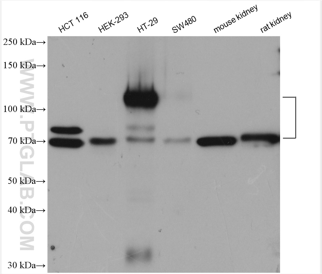 WB analysis using 29832-1-AP