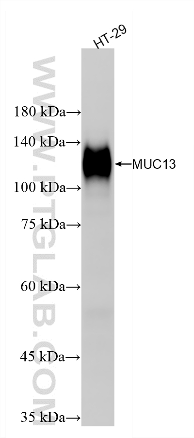 HT-29 cells were subjected to SDS PAGE followed by western blot with <a class='green' href='/productredirect?CatalogNo=87107-2-RR' target='_blank'>87107-2-RR</a> (MUC13 antibody) at dilution of 1:2000 incubated at room temperature for 1.5 hours. This data was developed using the same antibody clone with 87107-2-PBS in a different storage buffer formulation. WB analysis of HT-29 using 87107-2-RR (same clone as 87107-2-PBS)