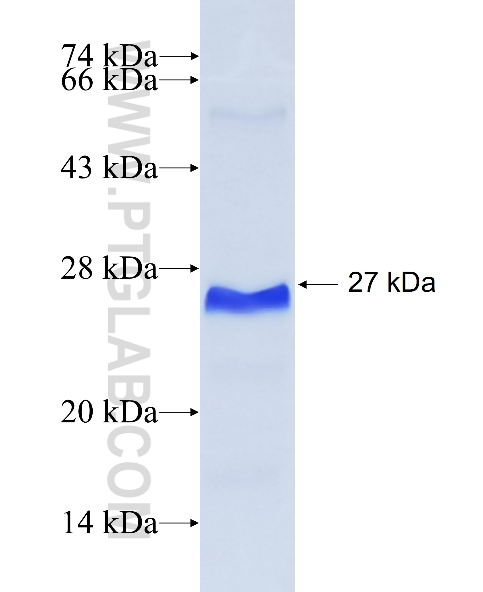 MUC13 fusion protein Ag31114 SDS-PAGE MUC13 fusion protein Ag31114 SDS-PAGE