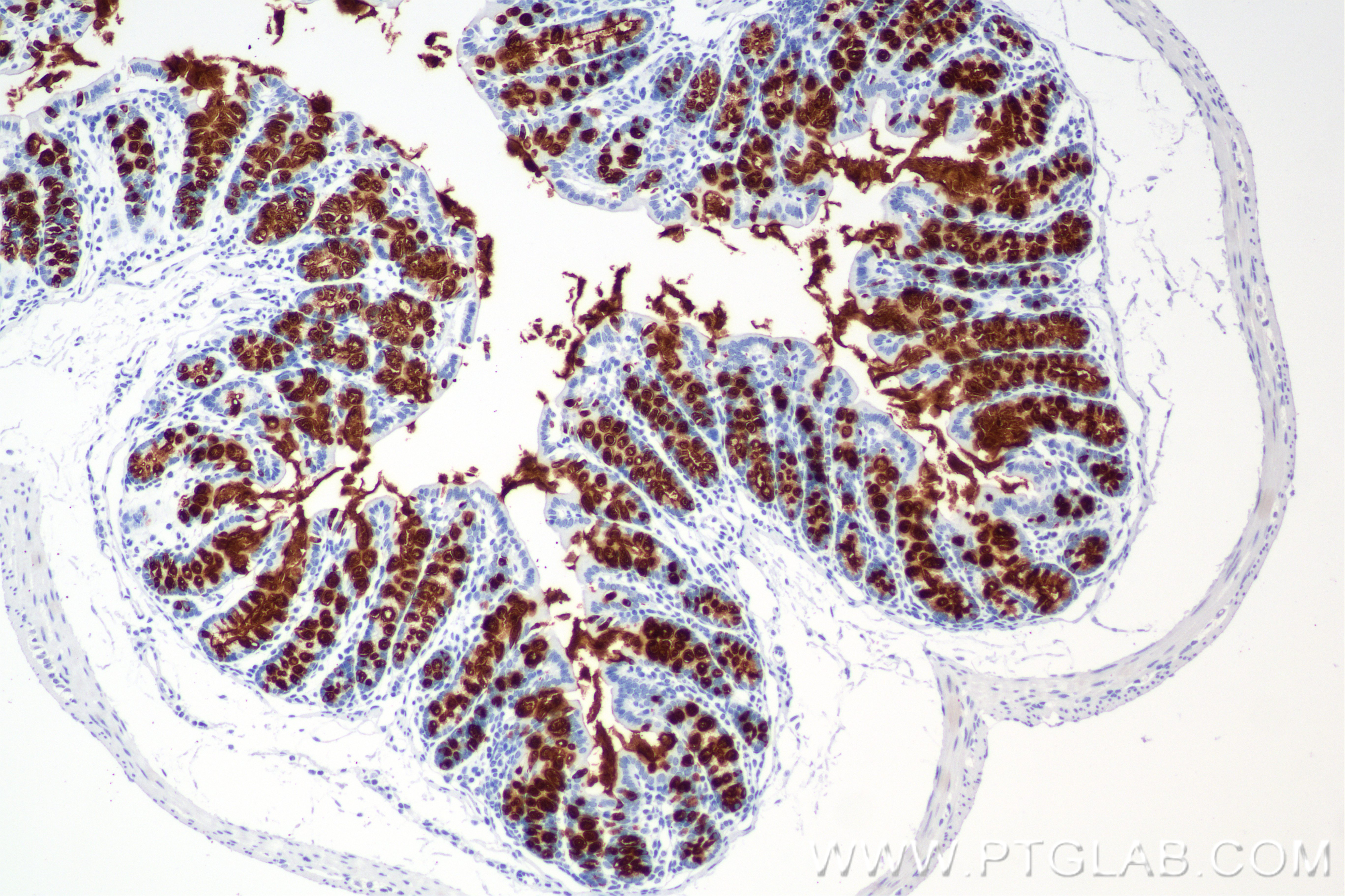IHC staining of mouse colon using 82792-2-RR