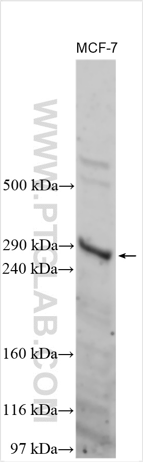 WB analysis using 30408-1-AP