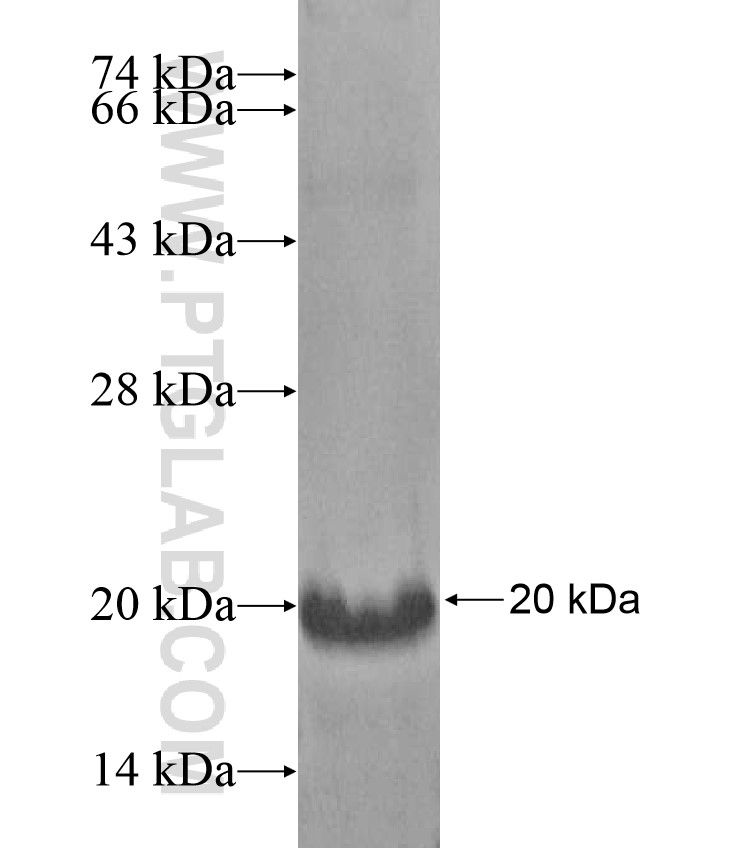 MUCL1 fusion protein Ag17403 SDS-PAGE