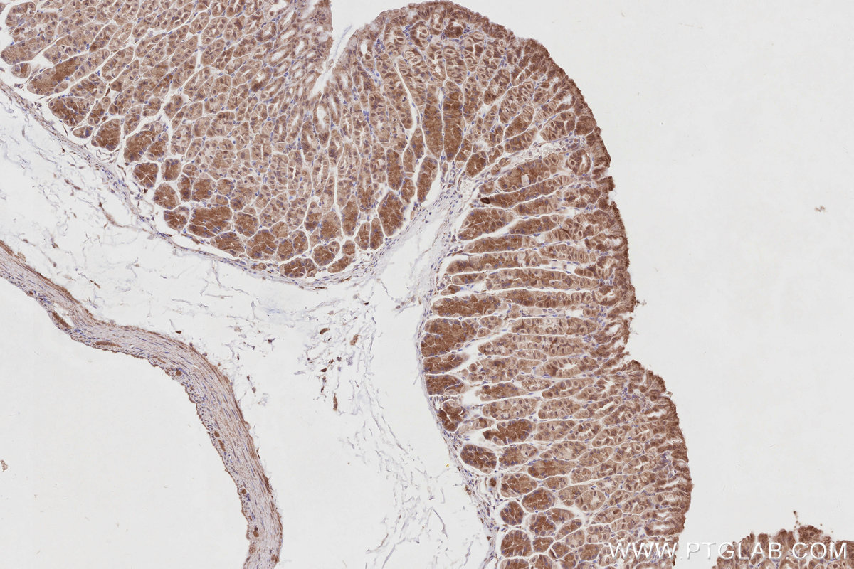 IHC staining of mouse stomach using 26567-1-AP IHC staining of mouse stomach using 26567-1-AP