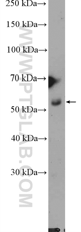 WB analysis of HL-60 using 26567-1-AP