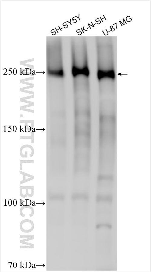 WB analysis using 22583-1-AP