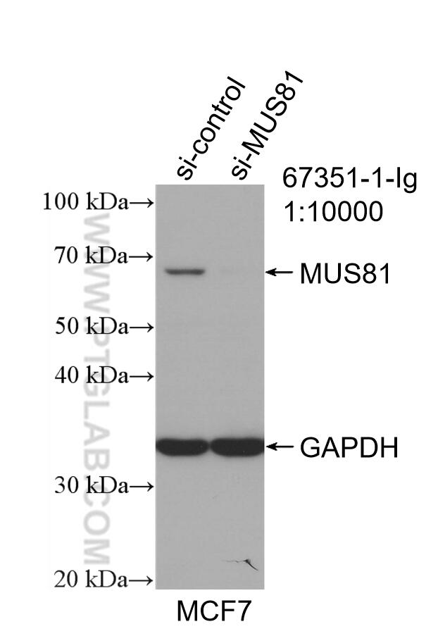 WB analysis of MCF-7 using 67351-1-Ig