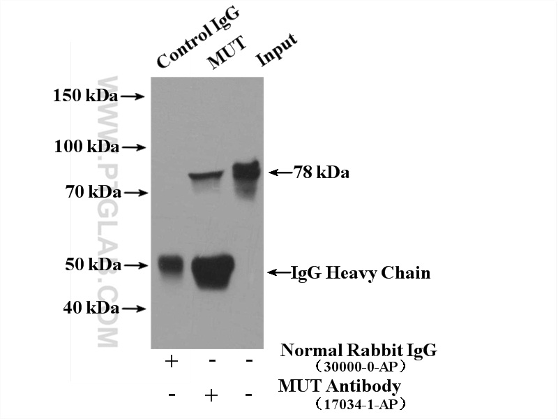 IP experiment of HepG2 using 17034-1-AP