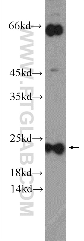 WB analysis of HEK-293T using 24015-1-AP