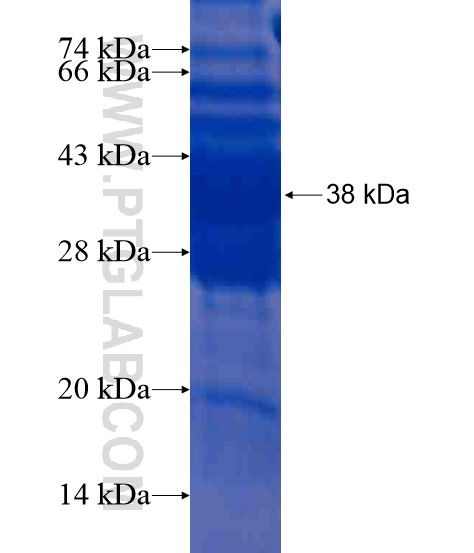 MUTED fusion protein Ag21226 SDS-PAGE
