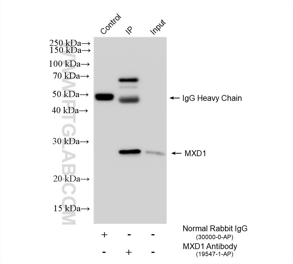 IP result of anti-MXD1 (IP:19547-1-AP, 4ug; Detection:19547-1-AP 1:800) with HepG2 cells lysate 2000 ug. IP experiment of HepG2 using 19547-1-AP