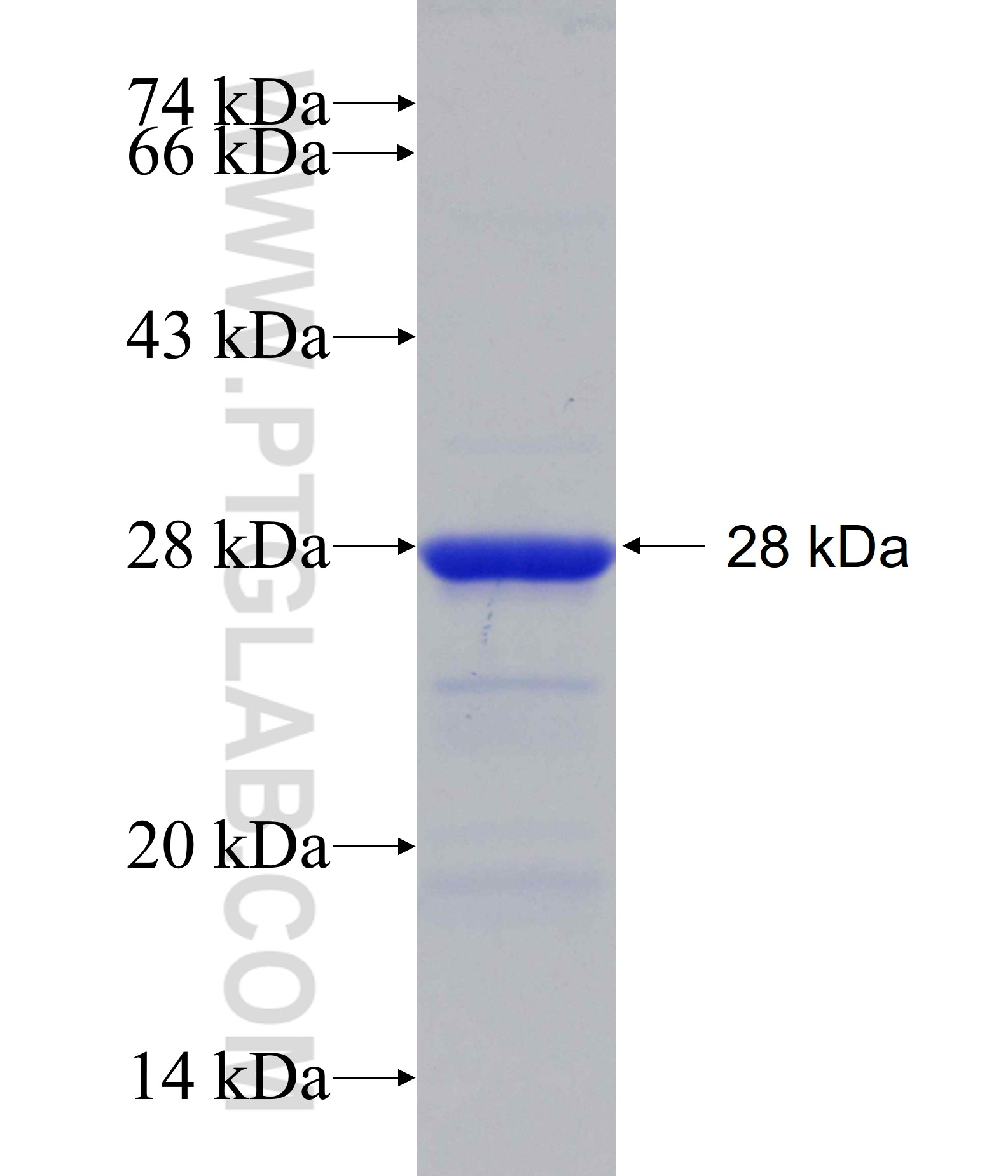 MXI1 fusion protein Ag14592 SDS-PAGE