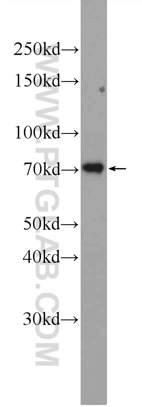 MYB/c-Myb Polyclonal antibody