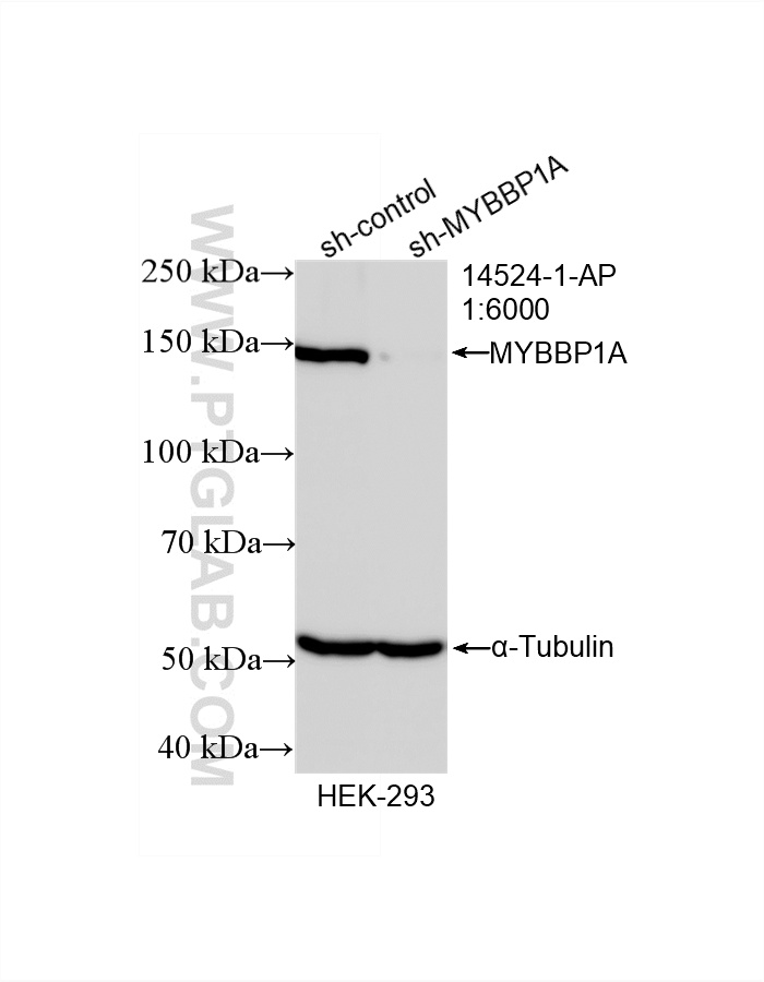 WB result of MYBBP1A antibody (14524-1-AP; 1:6000; incubated at room temperature for 1.5 hours) with sh-Control and sh-MYBBP1A transfected HEK-293 cells. WB analysis of HEK-293 using 14524-1-AP