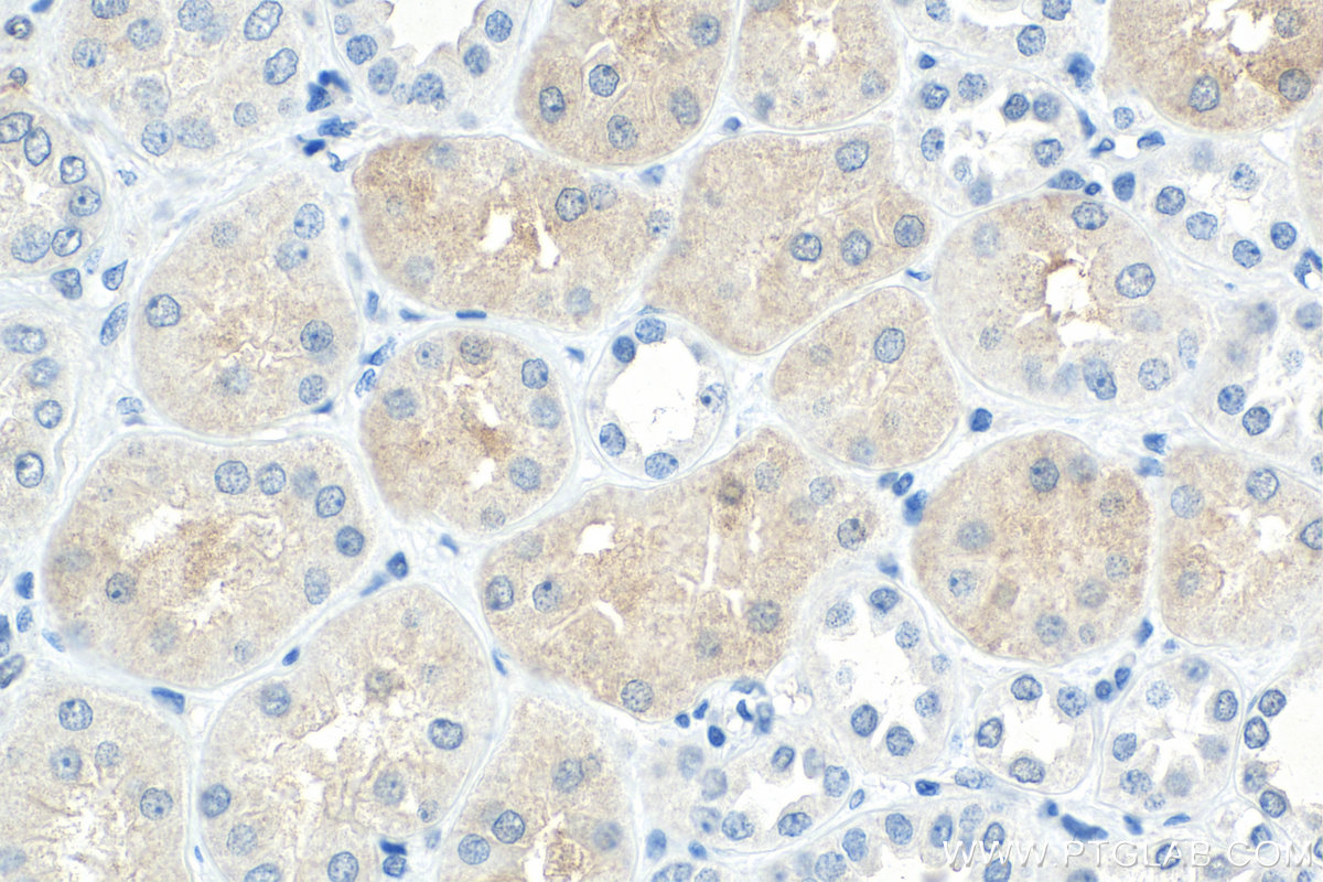 IHC staining of human kidney using 67996-1-Ig