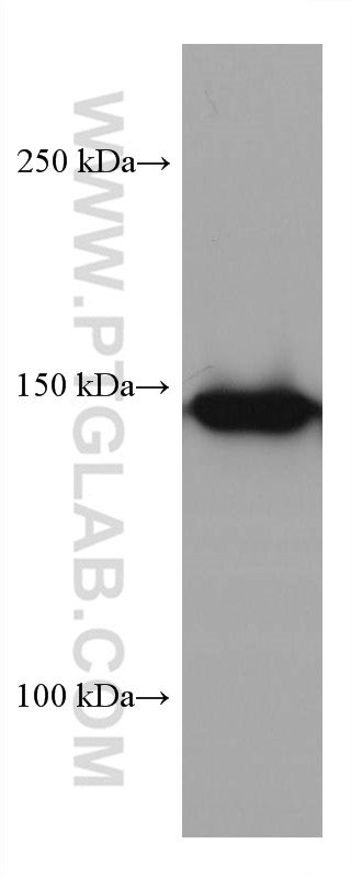 WB analysis of HSC-T6 using 67996-1-Ig