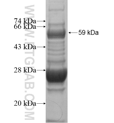 MYBL2 fusion protein Ag13525 SDS-PAGE