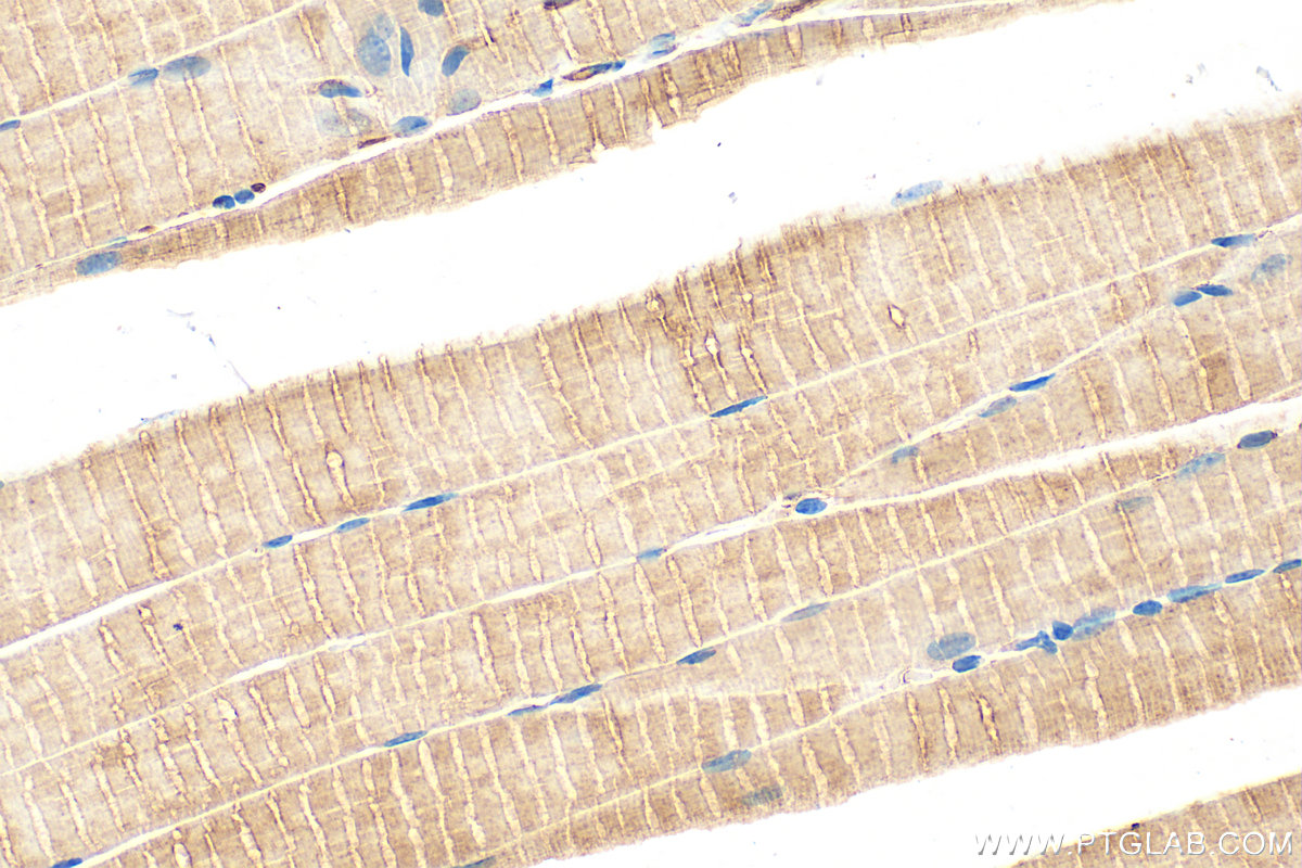IHC staining of mouse skeletal muscle using 22900-1-AP