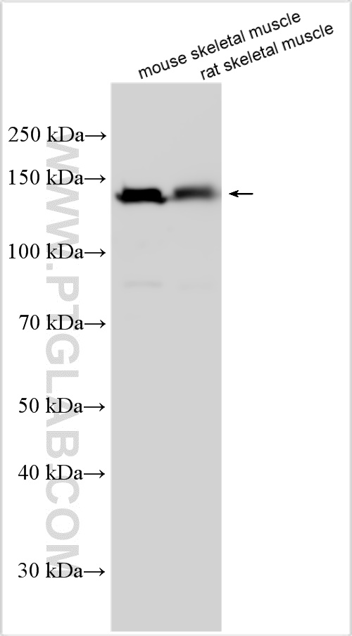 WB analysis using 25257-1-AP