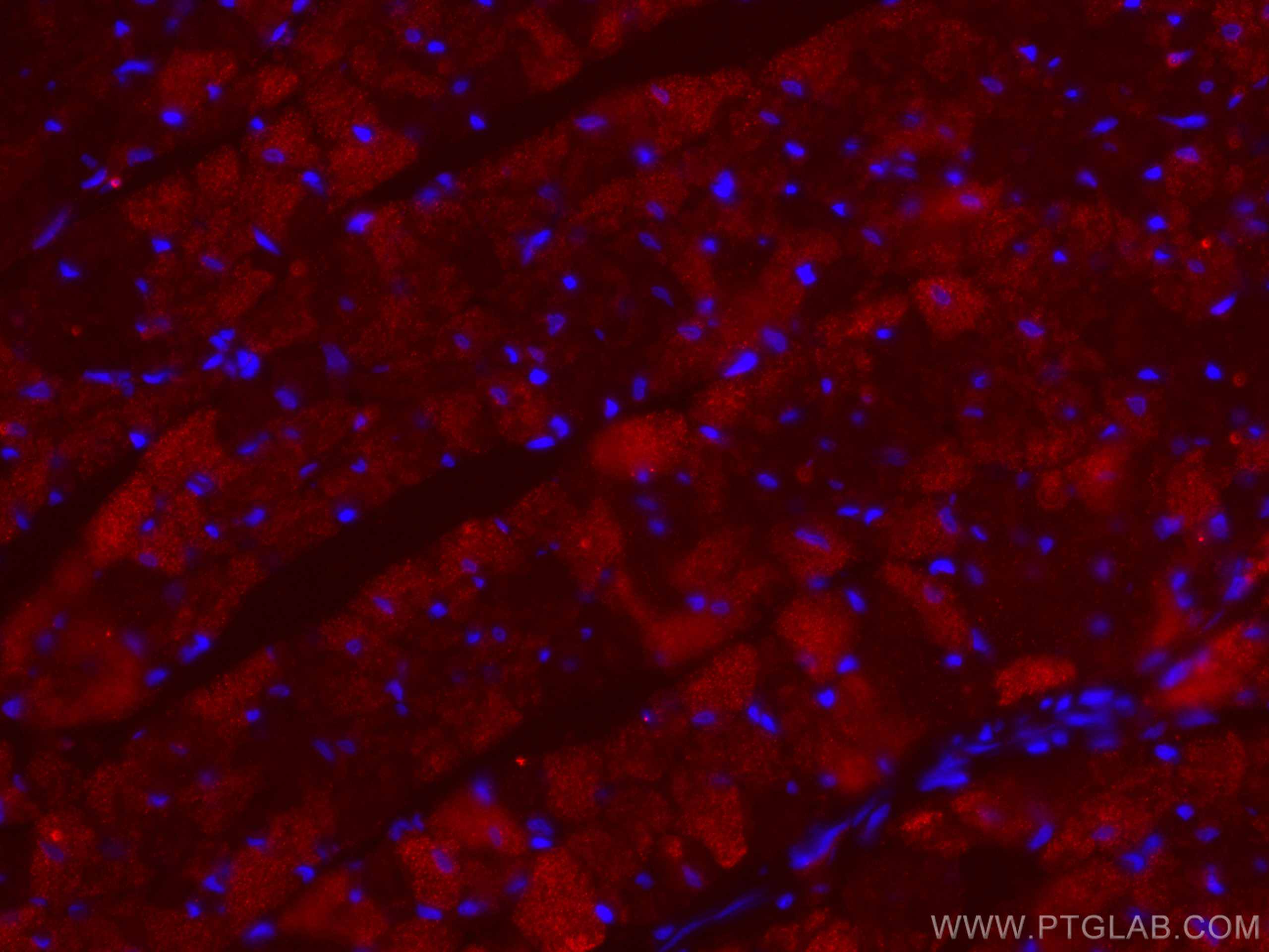 IF Staining of rat heart using 67608-1-Ig (same clone as 67608-1-PBS)