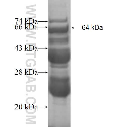 MYBPH fusion protein Ag5790 SDS-PAGE