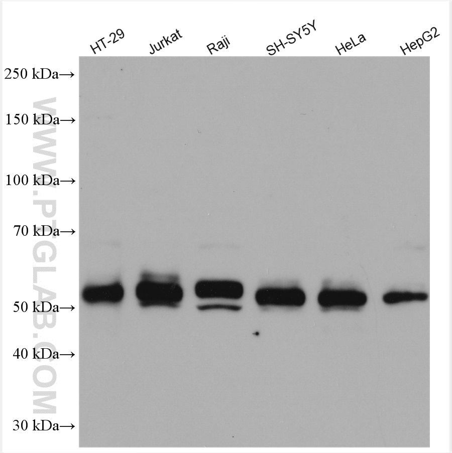 WB analysis using 10828-1-AP