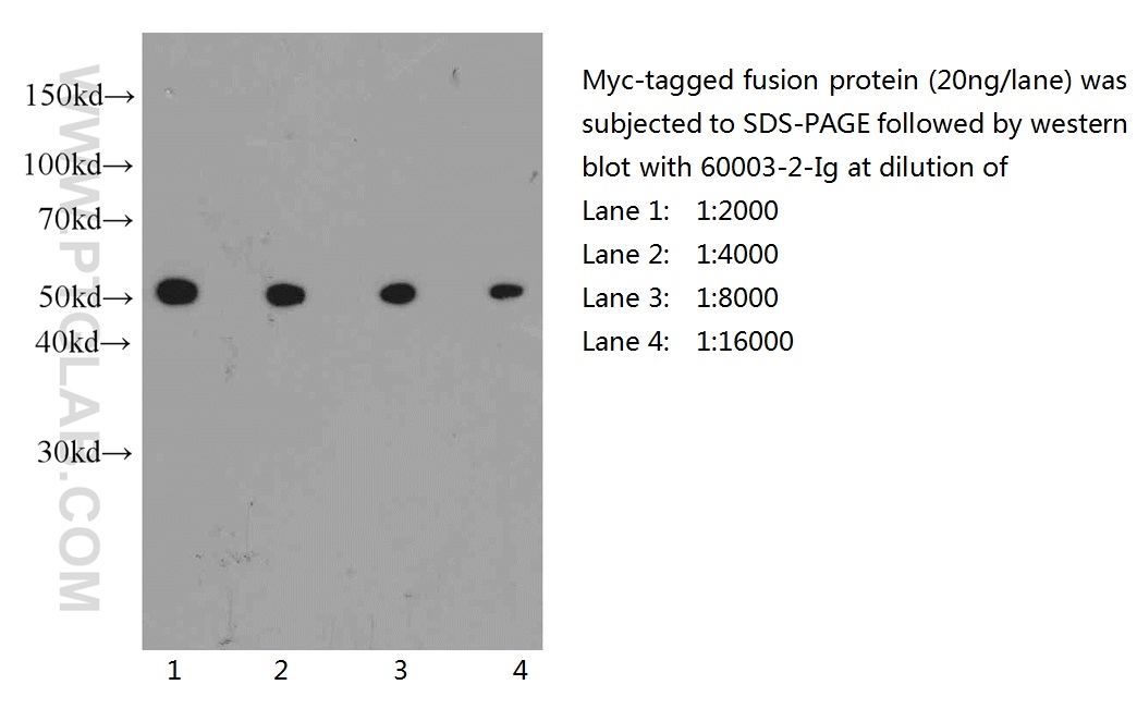 WB analysis of recombinant proein using 60003-2-Ig