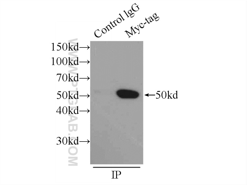 IP experiment of Transfected HEK-293 using 60003-2-Ig