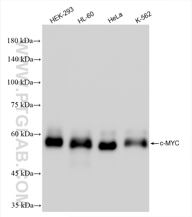 WB analysis using 80845-1-RR