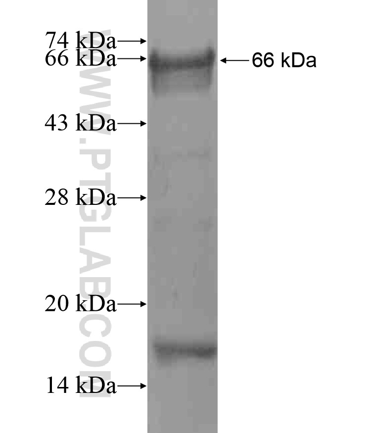 MYC fusion protein Ag17519 SDS-PAGE