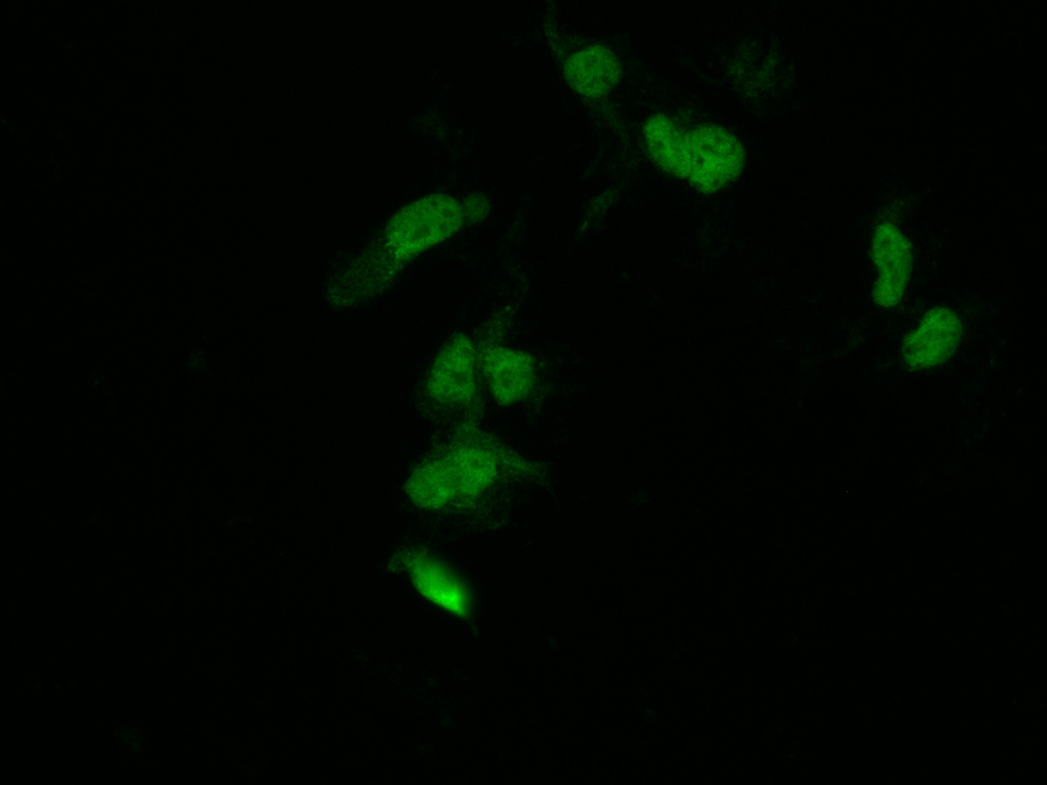 IF Staining of Transfected HEK-293 using 80469-2-RR