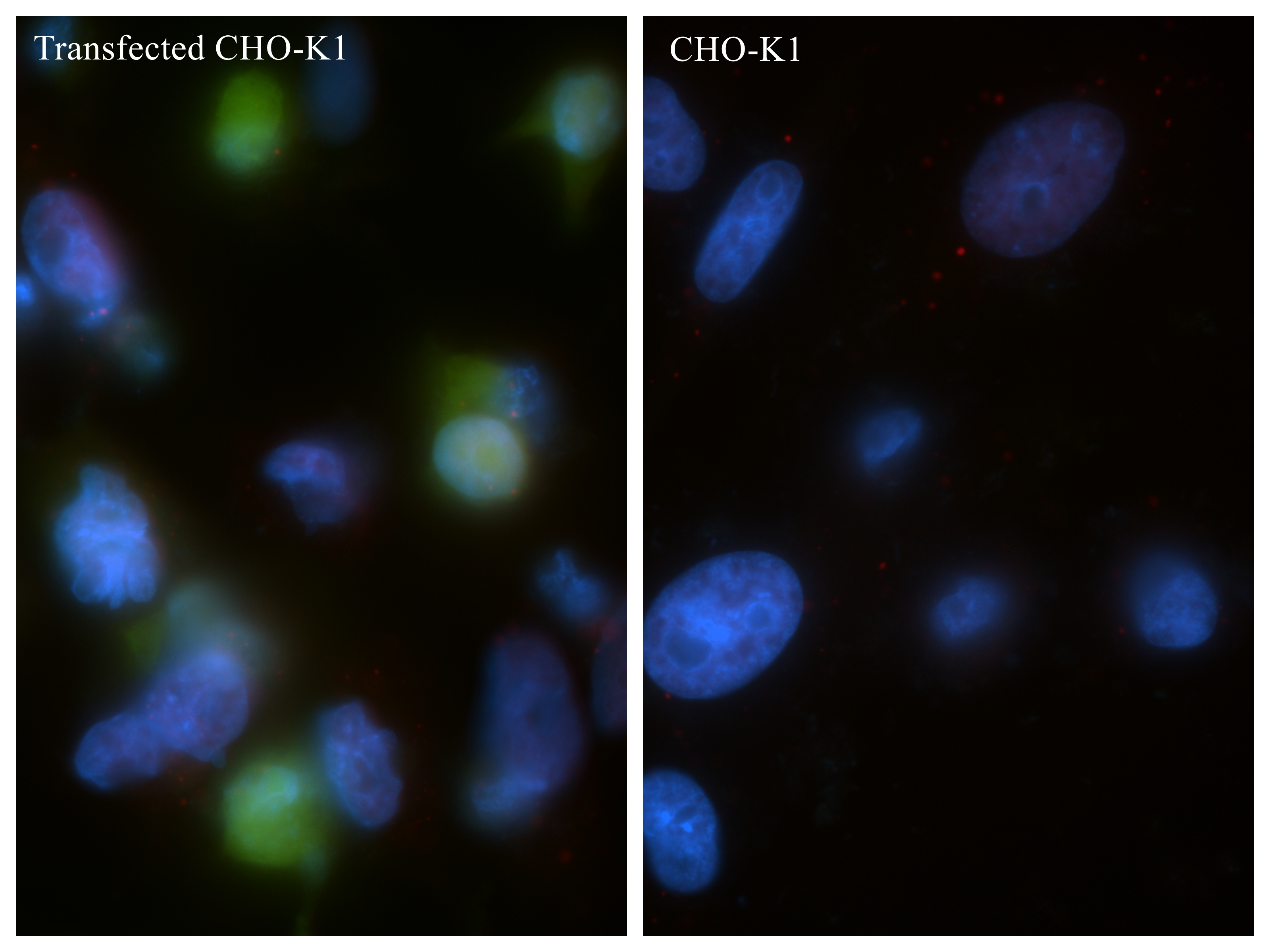 IF Staining of Transfected CHO using 80469-2-RR IF Staining of Transfected CHO using 80469-2-RR