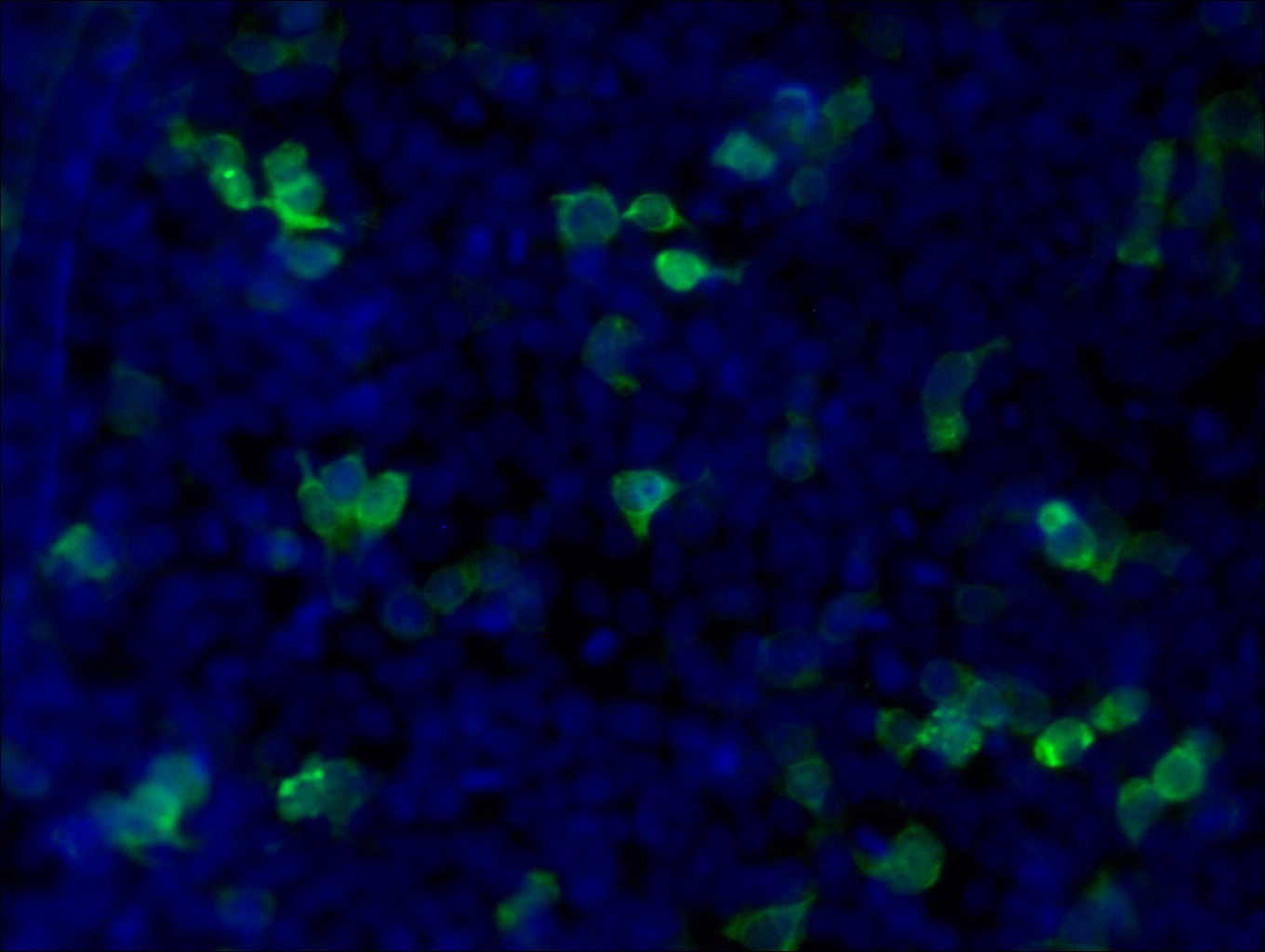 IF Staining of Transfected HEK-293 using CL488-60003