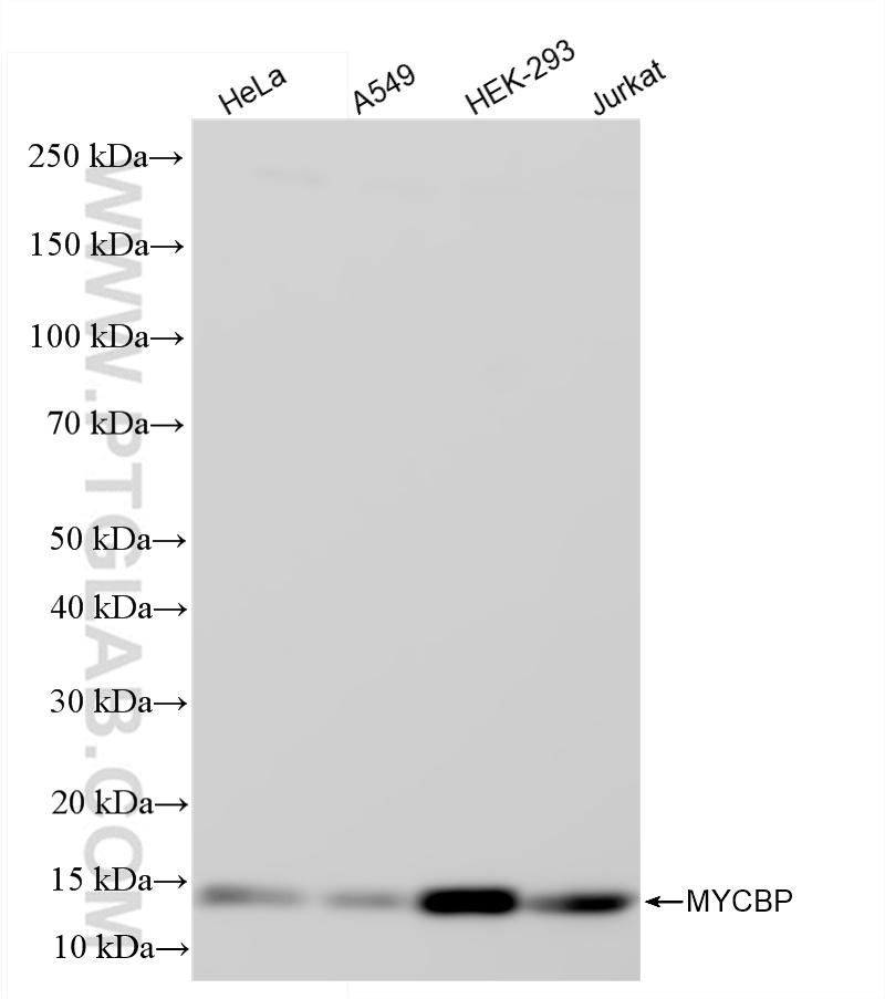 WB analysis using 85891-1-RR