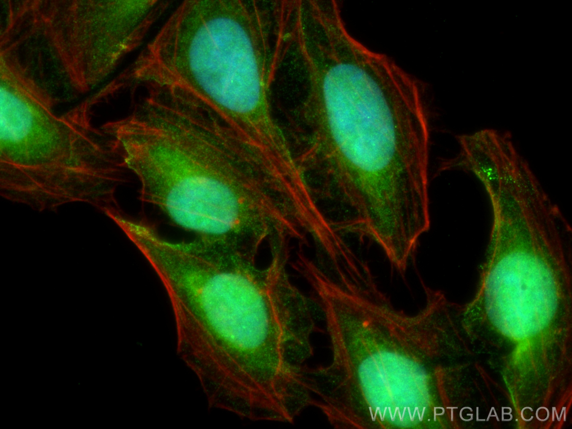 IF Staining of U2OS using 27951-1-AP