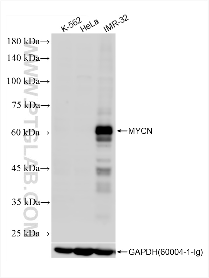 WB analysis using 84886-3-RR (same clone as 84886-3-PBS)