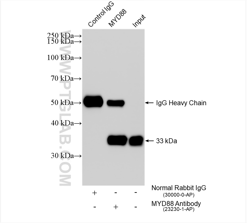 IP experiment of K-562 using 23230-1-AP