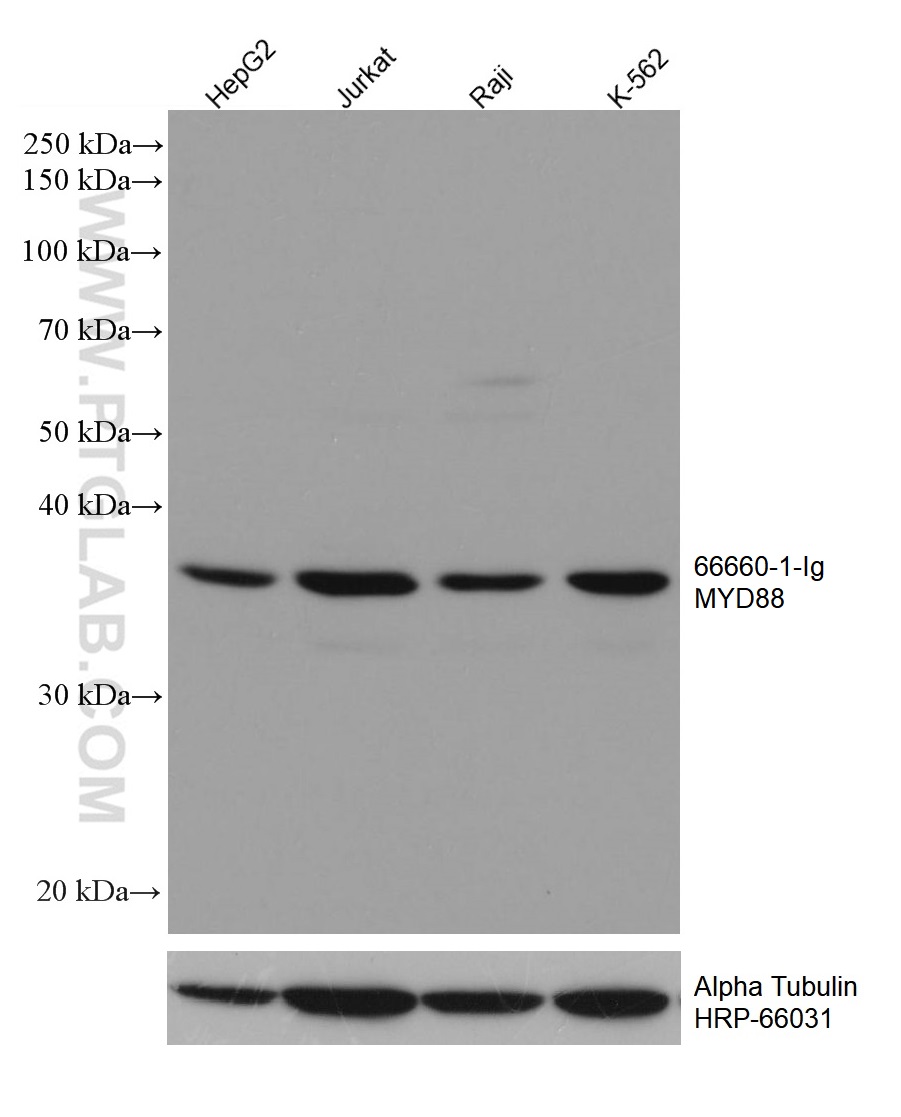 WB analysis using 66660-1-Ig