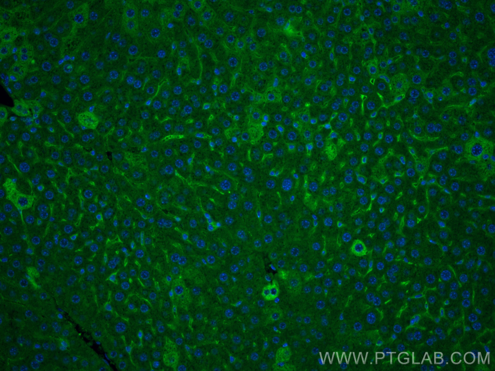 IF Staining of mouse liver using 67969-1-Ig